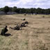 Axis forces against the allies in Normandy 1944
